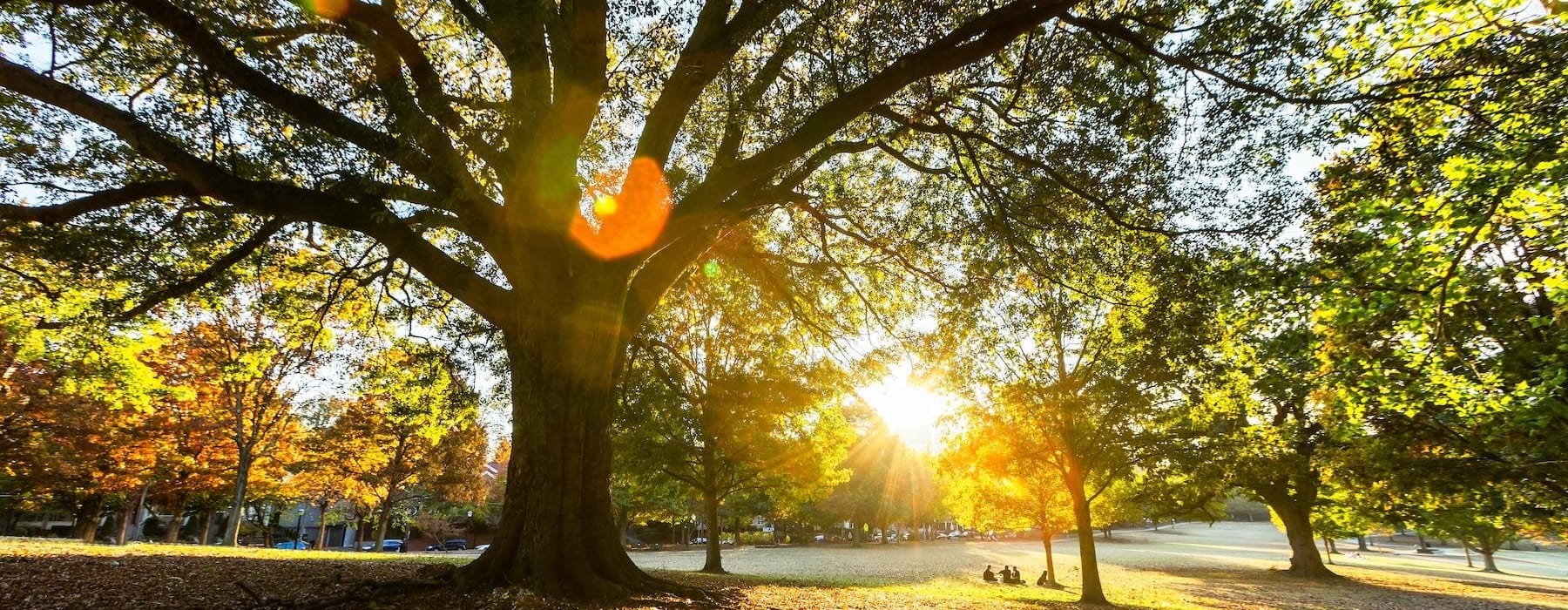 a tree with the sun behind it