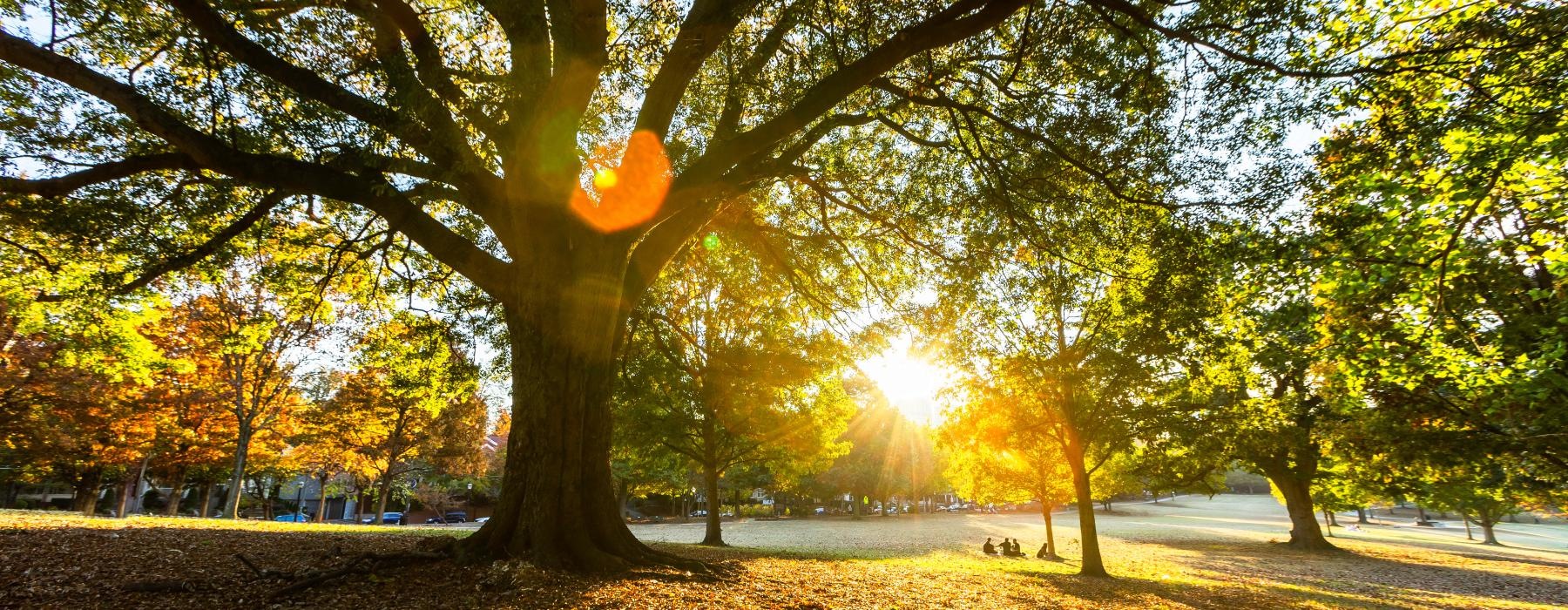 a tree with the sun behind it